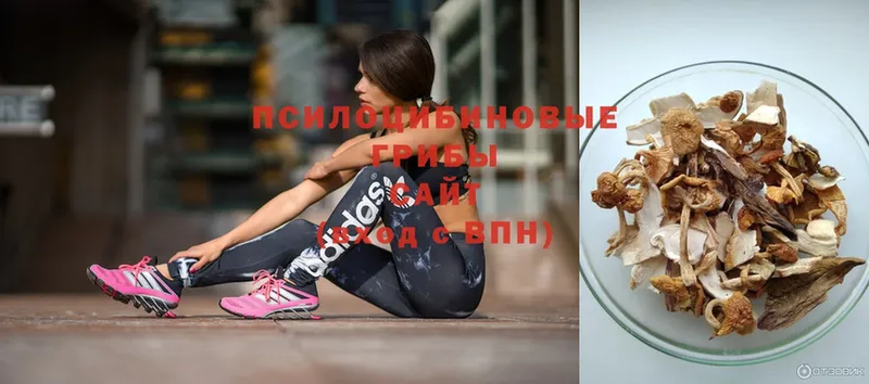 купить закладку  Лыткарино  Галлюциногенные грибы Psilocybe 